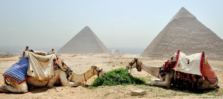 Camels eating plants with pyramid backdrop