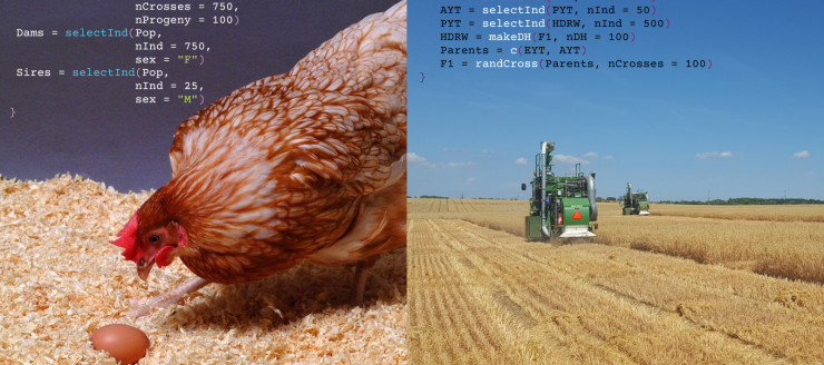 A two-picture collage of a chicken looking at an egg, and research combines harvesting oat yield plots - overlayed with AlphaSimR code