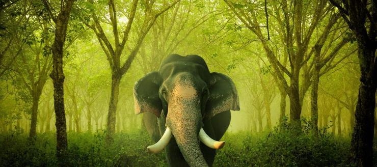 Elephant walking out of the jungle